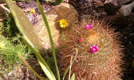 Pincushion Cactus with Yellow Aster