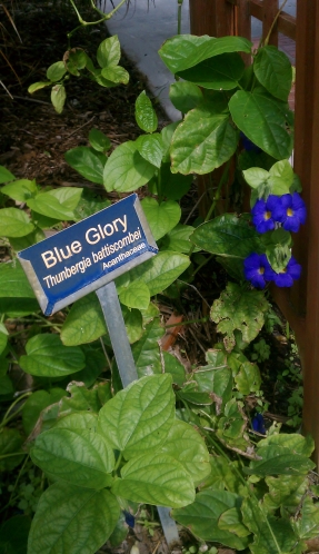 Blue Glory Thunbergia