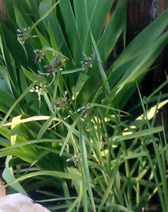 Spiderwort, May 5, 2012 