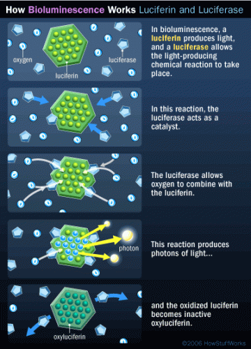 The chemical reaction that causes bioluminescence in dinoflagellates.