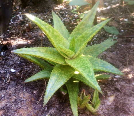 Aloe Juvenna with offsets