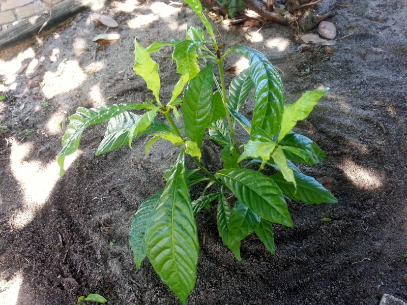 Psychotria Nervosa (coffee bean plant)