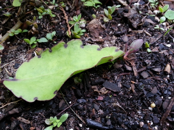 Bryophyllum pinnata leaf with bulbil, 12/02/13