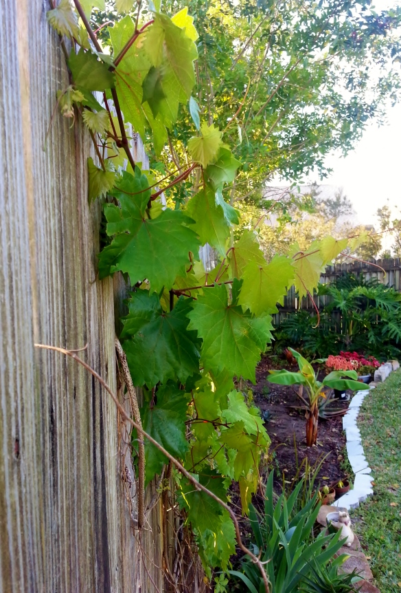 Vitis rotundifolia aka wild muscadine vine, 3/10/14