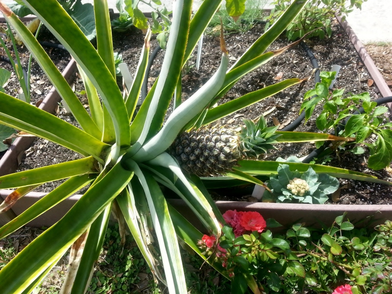 Pineapple (Ananas comosus,) Raised Bed, Indian River County Extension Office, 4/07/14