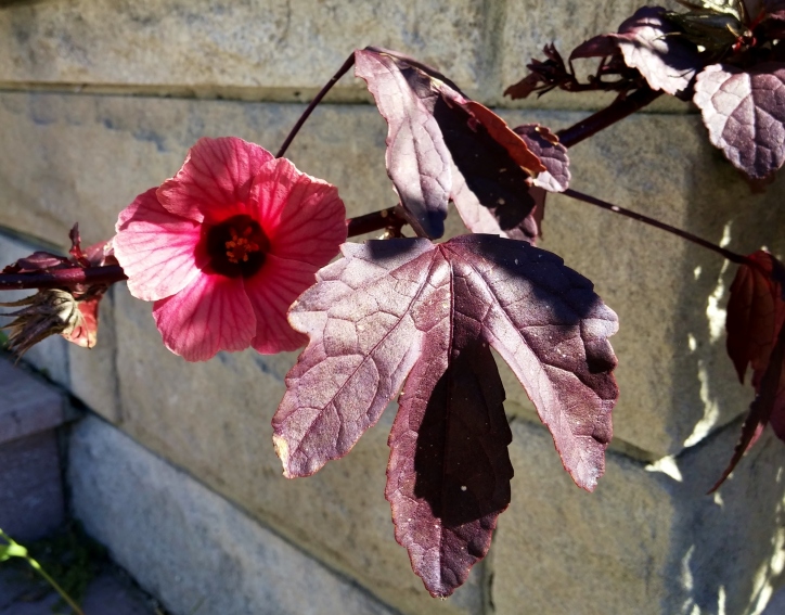Hibiscus acetosella flower and leaf, January 2015