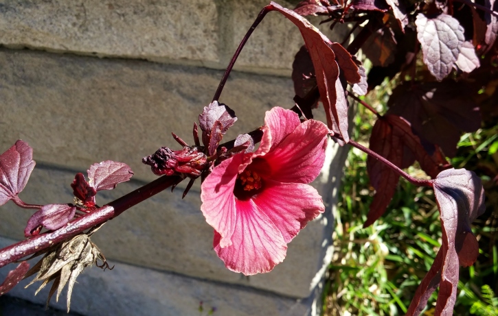 Hibiscus acetosella flowering twig
