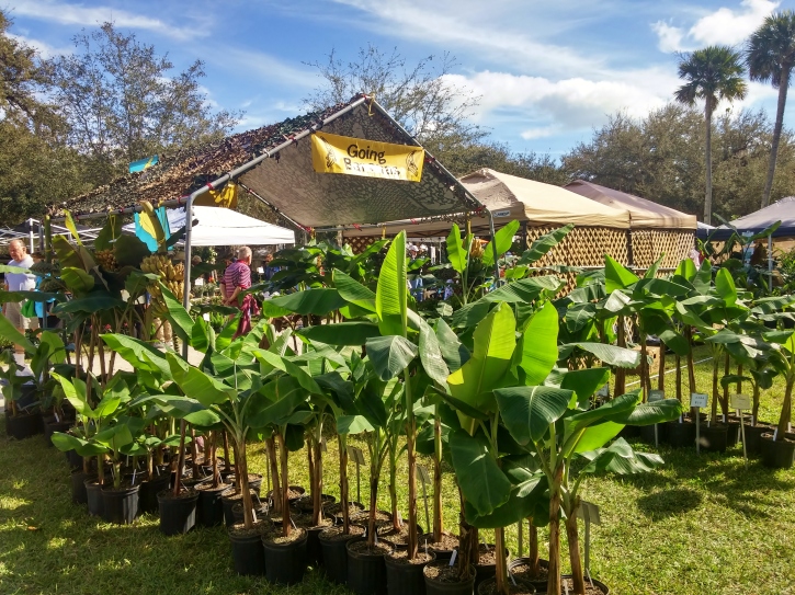 Going Bananas, Gardenfest 2015