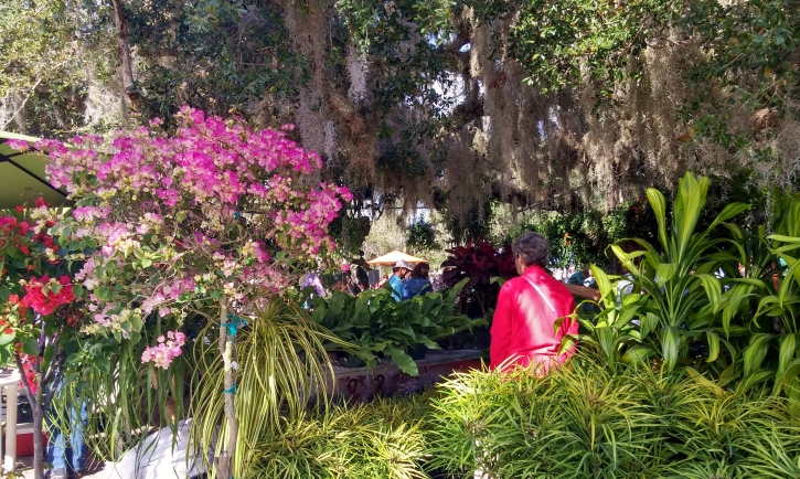 Looking through the Spanish Moss, Gardenfest 2015